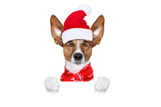 istock christmas santa claus dog 864442848
