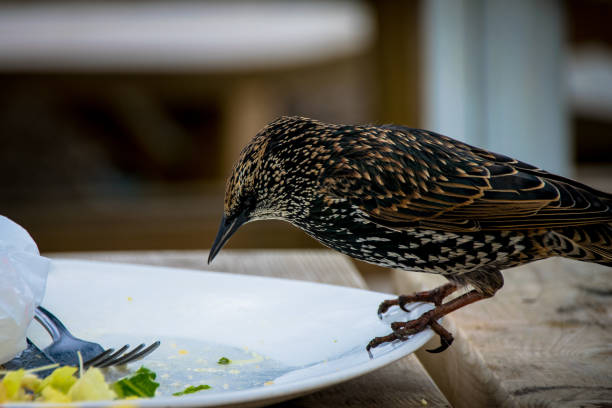 istock Starling wild bird taking scraps from food plate 864443596