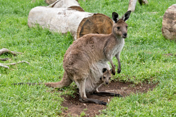istock eastern grey kangaroo with joey 864443834