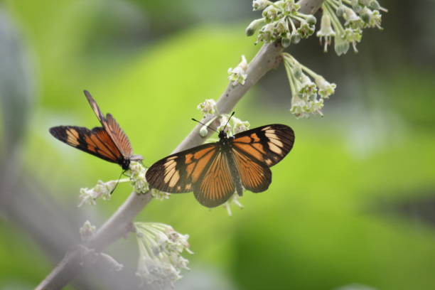 istock Butterfly and Flower 864443964