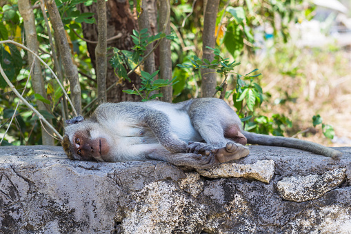 Sleeping macaque. Ubud temple, Bali, Indonesia.