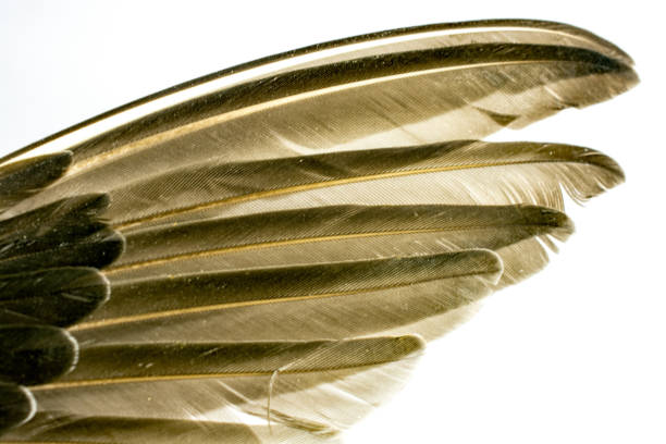 istock Feathers of a snipe with white background 864444650