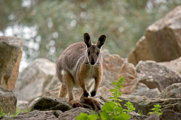 노란색 검은발 바위 왈라비 - wallaby 뉴스 사진 이미지