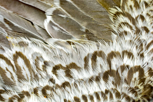 istock Feathers of a snipe underside of the wing 864444814