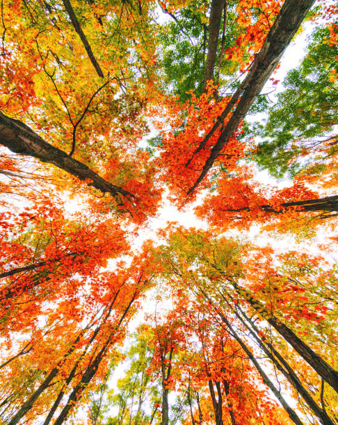 autunno albero vista ad angolo basso nel new england - vertical forest national forest woods foto e immagini stock