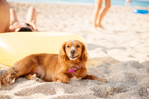 Cute dog relaxing and lying on the beach.