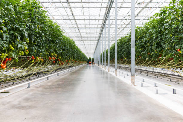Tomatoes growing in greenhouse. Agriculture background. Selective focus.