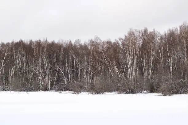 Birch trees at Creamers Field in Fairbanks Alaska in October