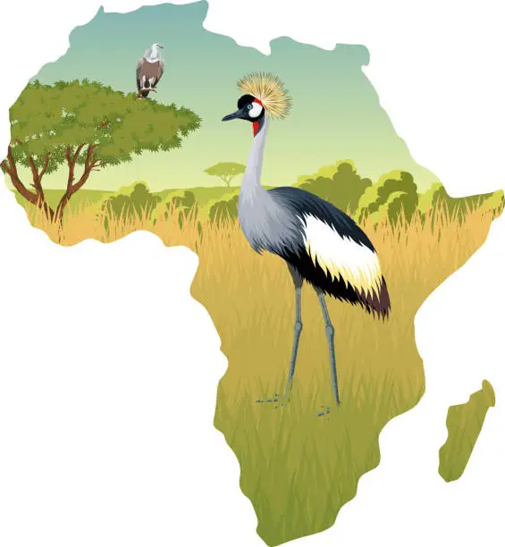 Vector illustration of African savannah with crowned crane and eagle vulture - vector illustration