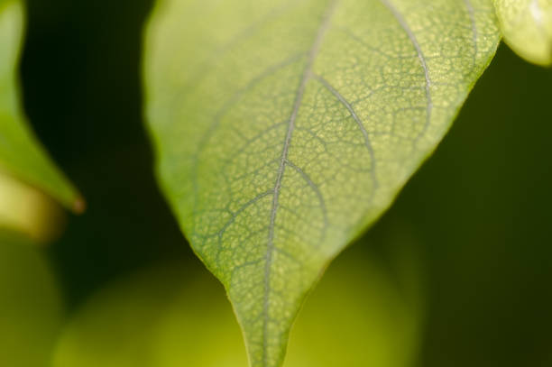 Green leaf stock photo