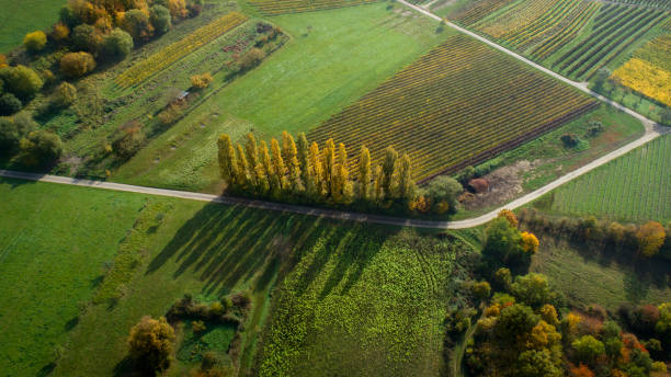 istock Vineyards, fields and trees, Rheingau area - aerial view 864449474