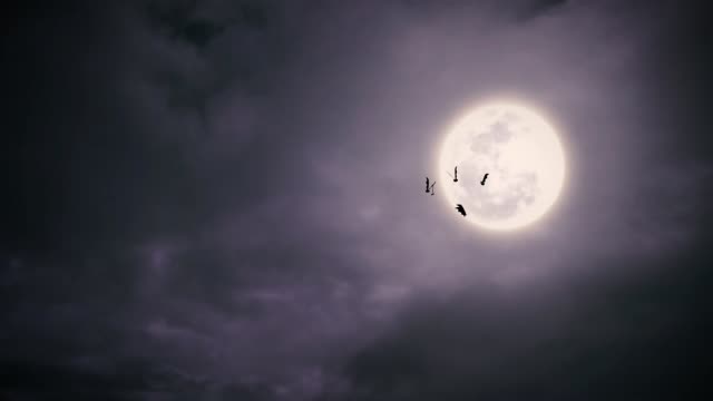 Flying bats at night