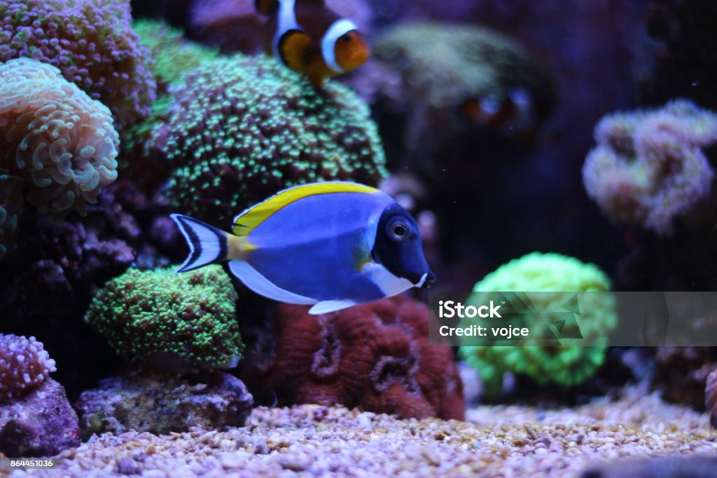 Acanthurus blue tang Acanthurus blue fish in reef aquarium tank Blue Tang Fish Stock Photo