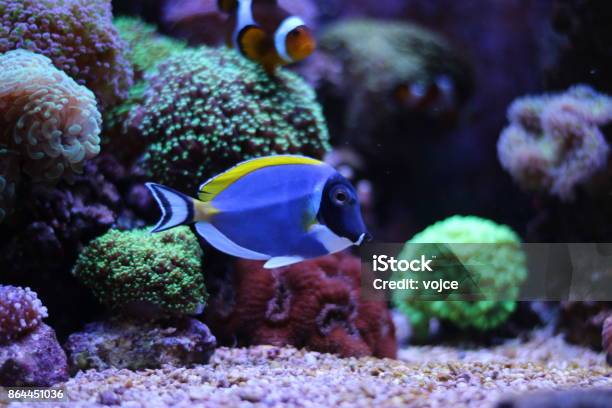 Acanthurus Blue Tang Stock Photo - Download Image Now - Blue Tang Fish, School of Fish, Acanthuridae