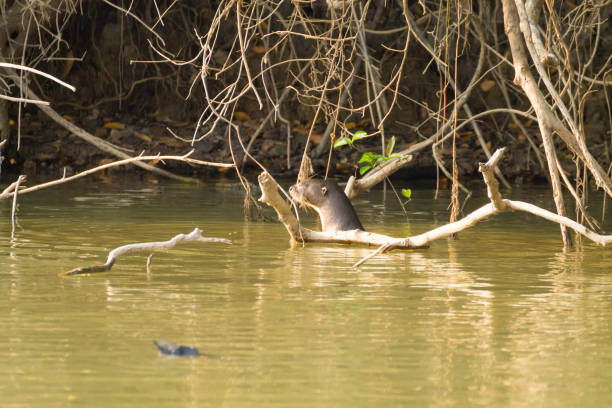 istock Giant otter from Pantanal, Brazil 864451260