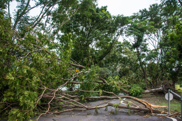 istock The tree was destroyed by the storm's intensity . 864452580
