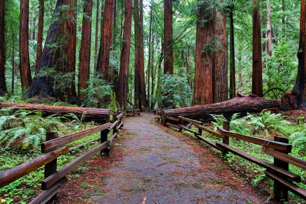 muir woods de trilha de pedestres - sequoia national forest - fotografias e filmes do acervo