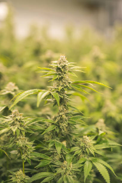 istock Cannabis plants grow under artificial lights 864453874