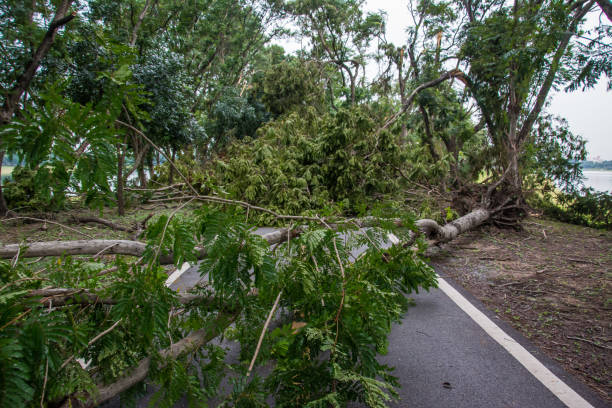 istock The tree was destroyed by the storm's intensity . 864455120