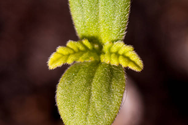 istock Small green sprout marijuana medicinal 864455566