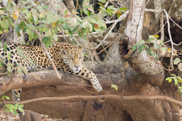 istock Jaguar from Pantanal, Brazil 864457310