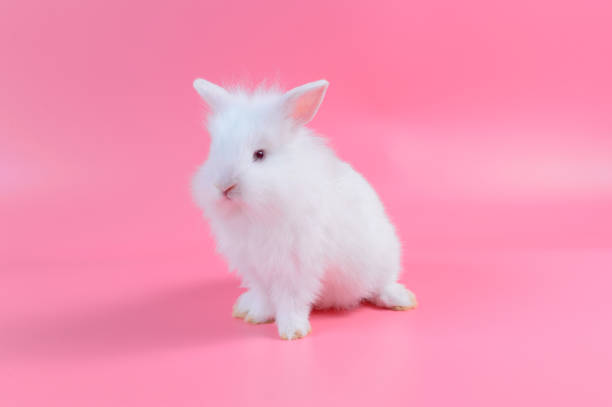 istock white fluffy rabbit on pink background, little white bunny 864459918
