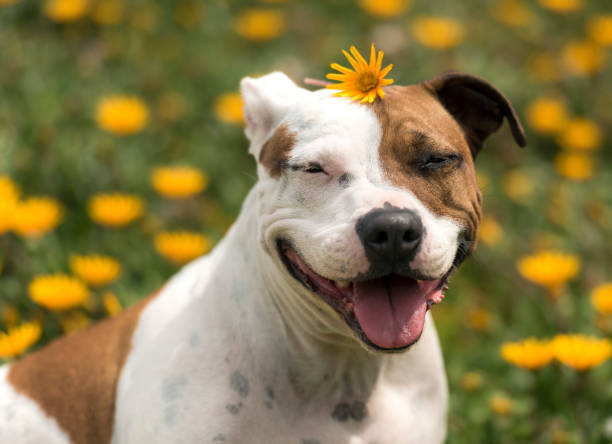 istock Puppy on the flower field 864460016