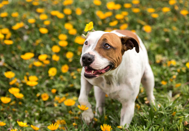istock Puppy on the flower field 864460024