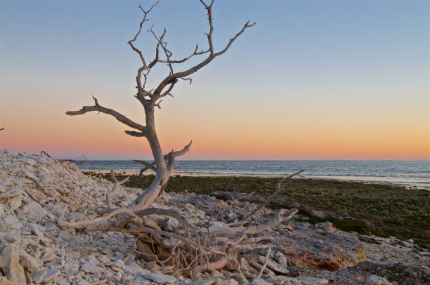 istock Coral Island Sculpture 864460636