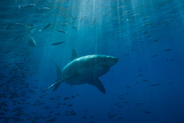 Great White Shark stock photo