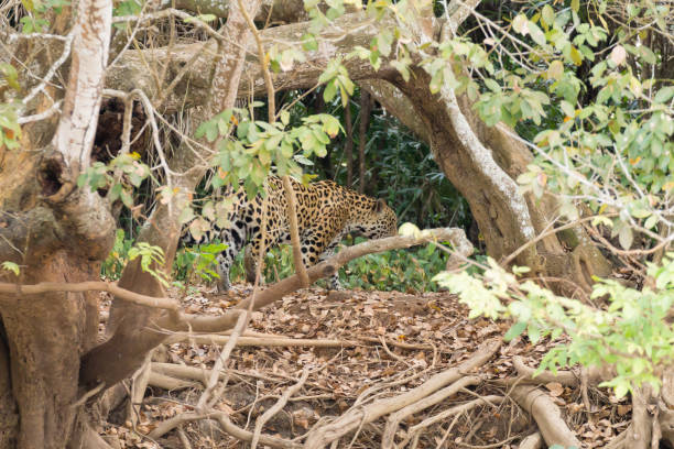 istock Jaguar from Pantanal, Brazil 864461902