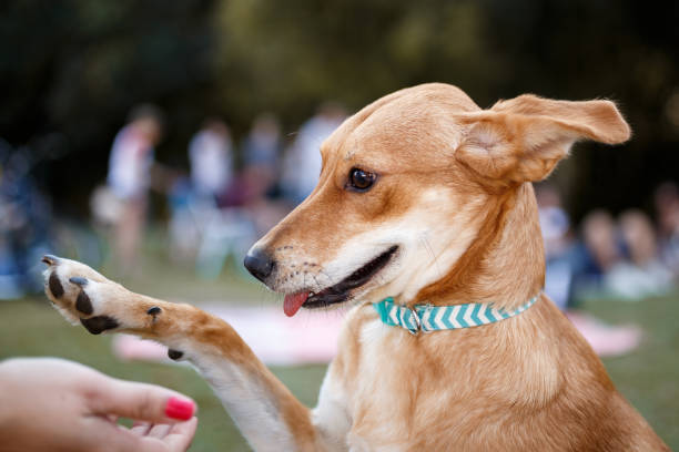 Dog giving the paw
