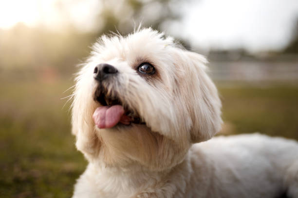 um retrato de cachorro shih tzu - lhasa apso - fotografias e filmes do acervo