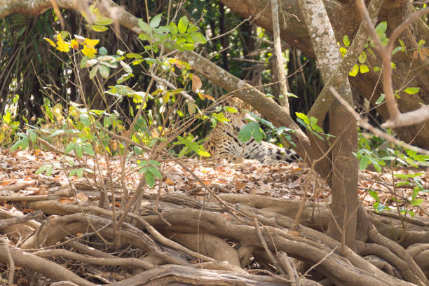 istock Jaguar from Pantanal, Brazil 864462710