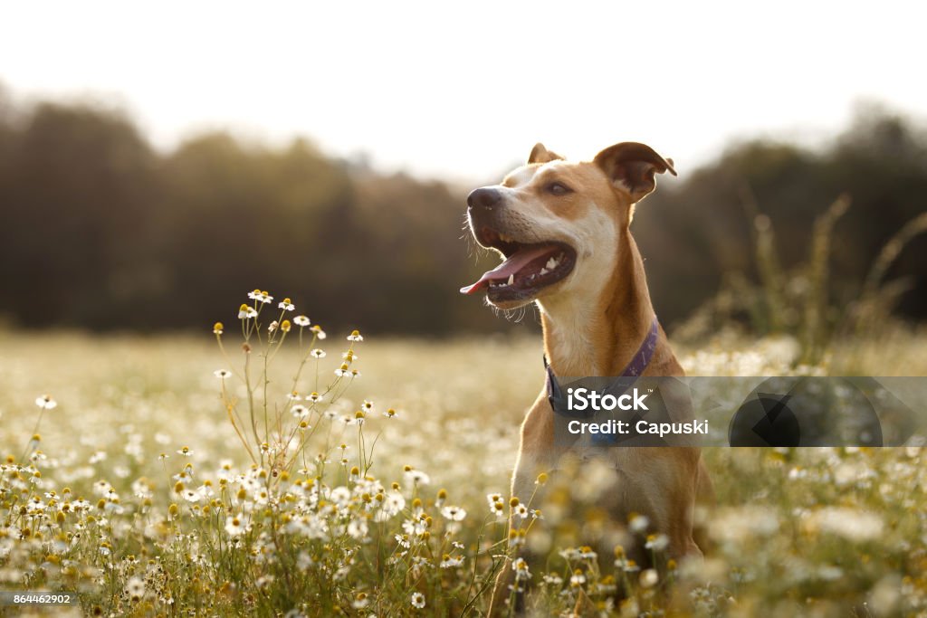 Cane felice nei campi - Foto stock royalty-free di Cane