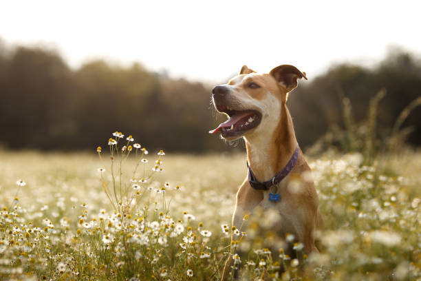 フィ��ールドで幸せな犬 - horizontal dog nature outdoors ストックフォトと画像