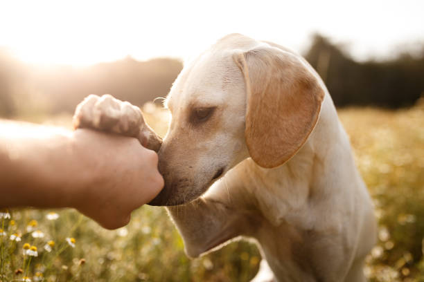 istock Dog blessing its treat 864462956