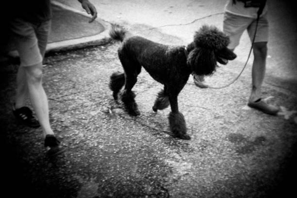 istock Couple walking black poodle 864465516