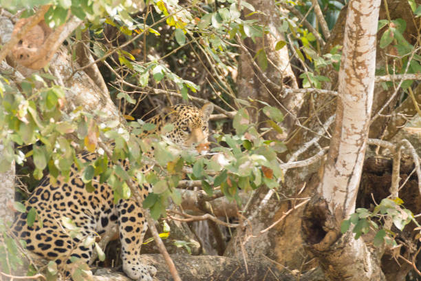 istock Jaguar from Pantanal, Brazil 864465662