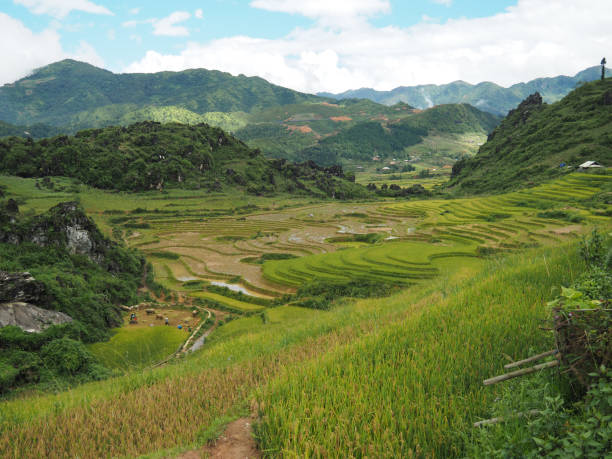 sapa - developing countries farmer rice paddy asia foto e immagini stock