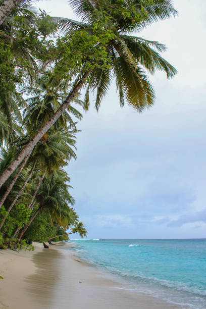 istock Palm trees on beautiful island 864467092