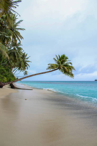istock Palm trees on beautiful island 864468108