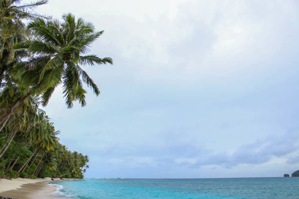 istock Palm trees on beautiful island 864468150