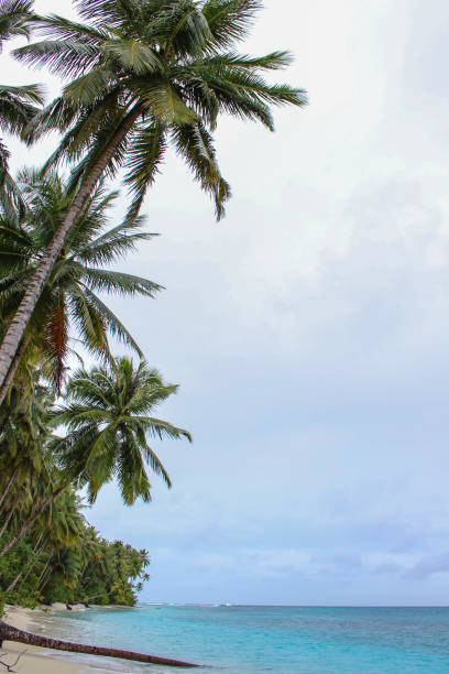 istock Palm trees on beautiful island 864468260