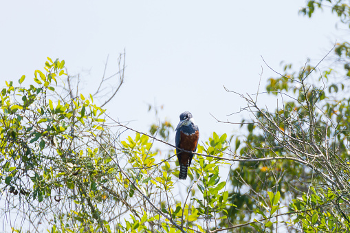 Ringed kingfisher on the nature in Pantanal, Brazil. Brazilian wildlife