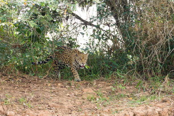 istock Jaguar from Pantanal, Brazil 864469454