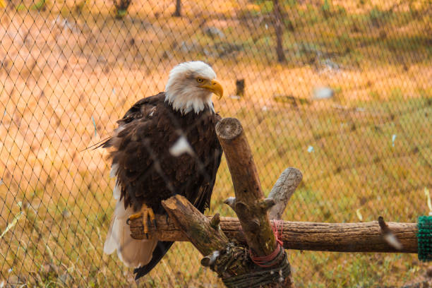 istock Bald eagle bird of prey, American icon 864471008