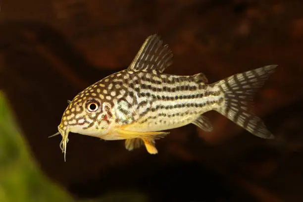 Cory Catfish Corydoras sterbai Sterba's Cory aquarium fish