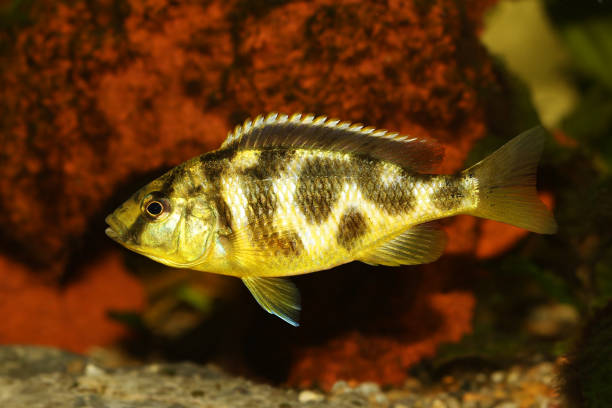 Venustus Cichlid Nimbochromis venustus aquarium fish Venustus Cichlid Nimbochromis venustus aquarium fish nimbochromis venustus stock pictures, royalty-free photos & images