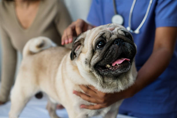 Pet pug in a veterinary clinic Pet pug in a veterinary clinic pug stock pictures, royalty-free photos & images